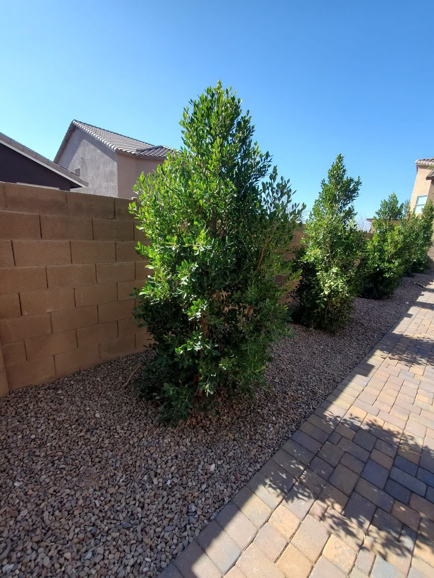 Trees and shrubs on drip irrigation beside a paver walkway